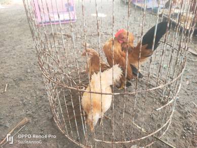 ayam serama 