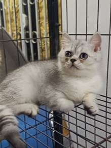 bsh silver shaded 