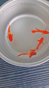 ikan guppy 