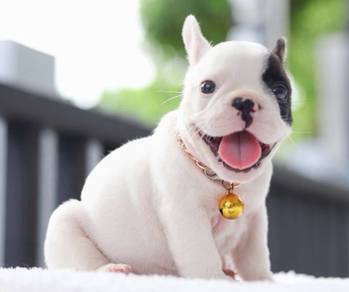 FRENCH BULLDOG PUPPIES🌻VIP10 Black White ~Boy
