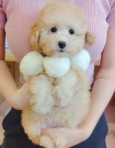 Poodle
