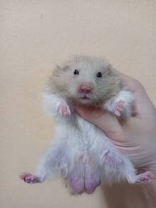 hamster bigbone 