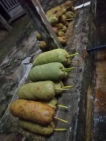 cempedak
