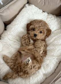 A2461 Winsome Poodle Little Cute Bear Face Puppy P