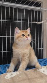 British Short Hair Golden NY11 Male (Pure Breed)