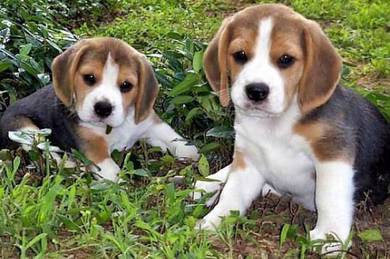 HHH-9000 Beagle puppies tri color