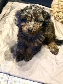 Enchanting Poodle curly coat small medium sized in
