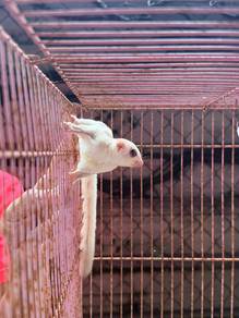 sugar glider