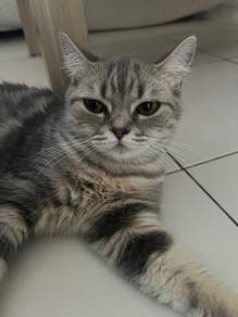 Cat Rehome with fee