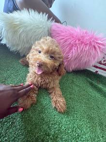 Toy Poodle