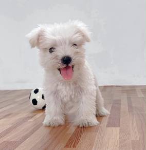 Miniature Schnauzers High Quality male puppy