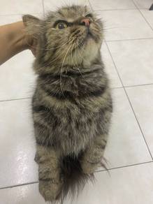 Persian