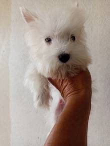 Tiny Schnauzer 