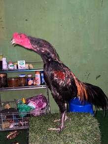pama jalan
