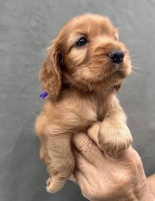 ENGLISH COCKER SPANIEL PUPPIES F398 🌻Female