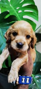 Cocker's Spaniel 018