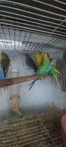 burung baji cantik