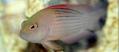 fire-tail devil Dottyback
