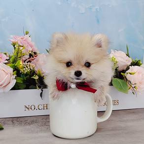 Pomeranian