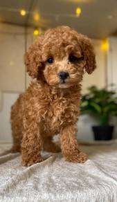 poodle 🐩