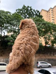 Poodle