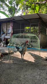 ayam pama