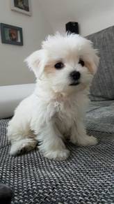 Pintsized Maltese Cute Little White Puppy Dog
