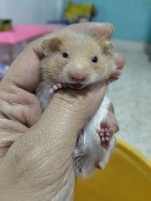 hamster 
