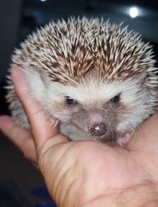 Hedgehog | Landak Mini
