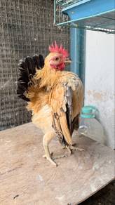 ayam serama jantan