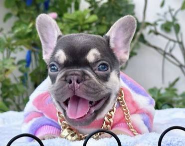 FRENCH BULLDOG PUPPIES FB265🌻Cute Puppy Available