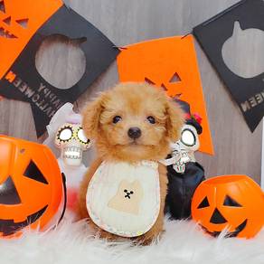 Poodle