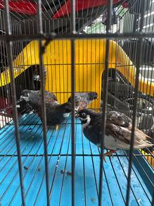 Puyuh Mini untuk dijual rm10 seekor