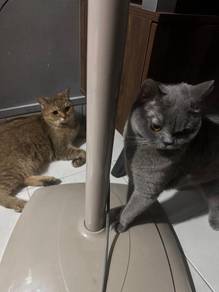Cat for adoption ( fee already for 2 cat)