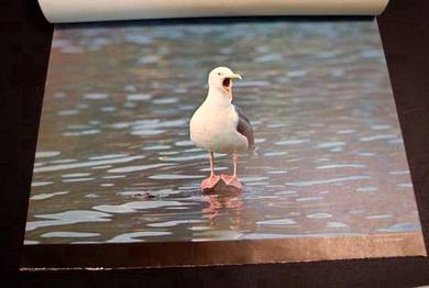 Bird Calendar Pictures - 1970s