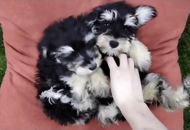 Schnauzer male female mka and microchip