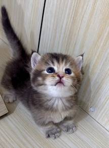 SS Munchkin