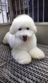 Bichon frise mka and microchip
