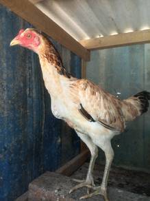 Ayam Betina Pama