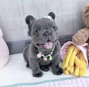 FRENCH BULLDOG PUPPIES 🌻VIP166 Long Fur / Girl