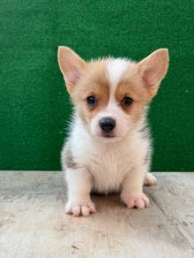 Pembroke Corgi Puppy