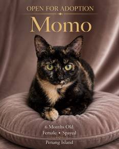 MOMO for serious adopter