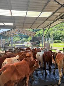 Lembu Korban