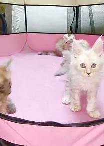 Mainecoon kittens