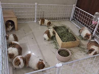 Guinea Pig
