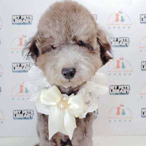 Poodle