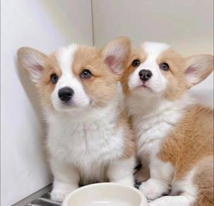 Welsh Corgi