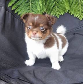 CHIHUAHUA PUPPIES VIP166🌷Head Apple Cute Dog Girl