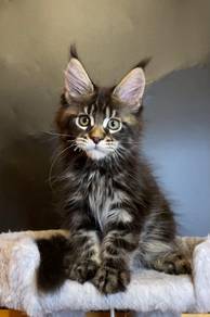 Maine Coon Boy Import🇷🇺