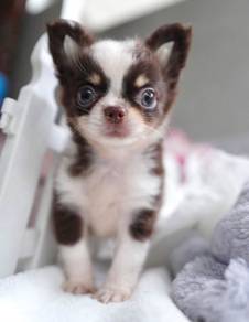 CHIHUAHUA PUPPIES VIP192🌷Head Apple Cute Dog